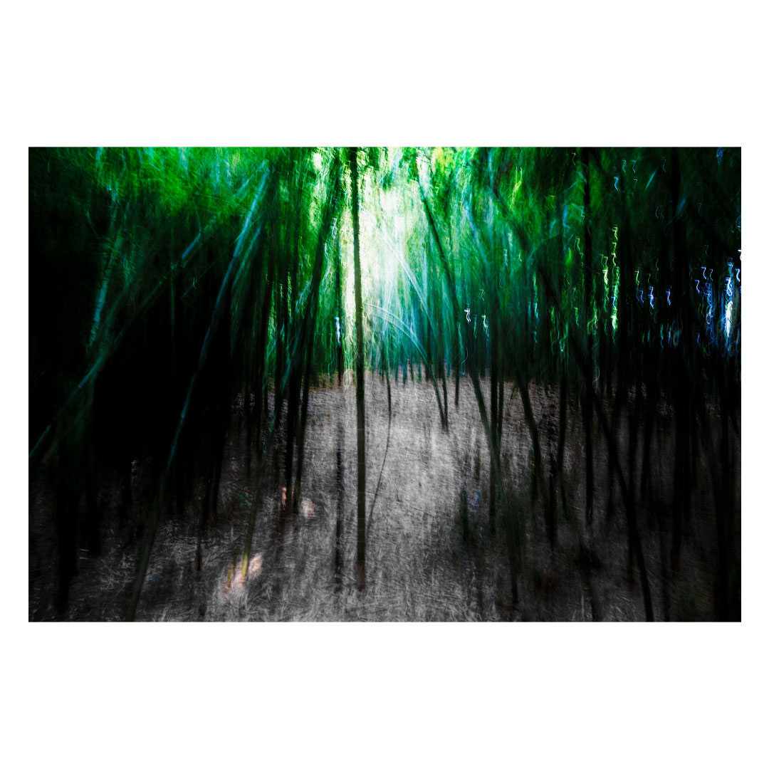 Bamboo grove #01