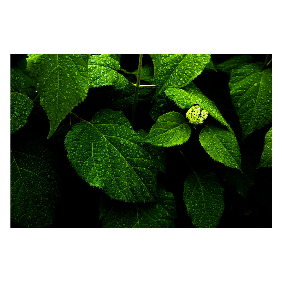 Before flowering #02