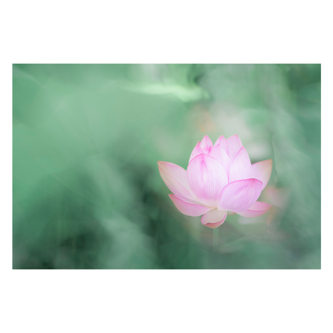 Lotus #01