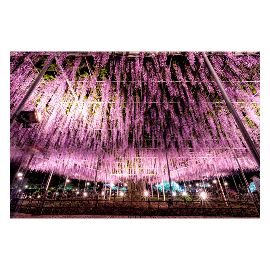 Wisteria trellis